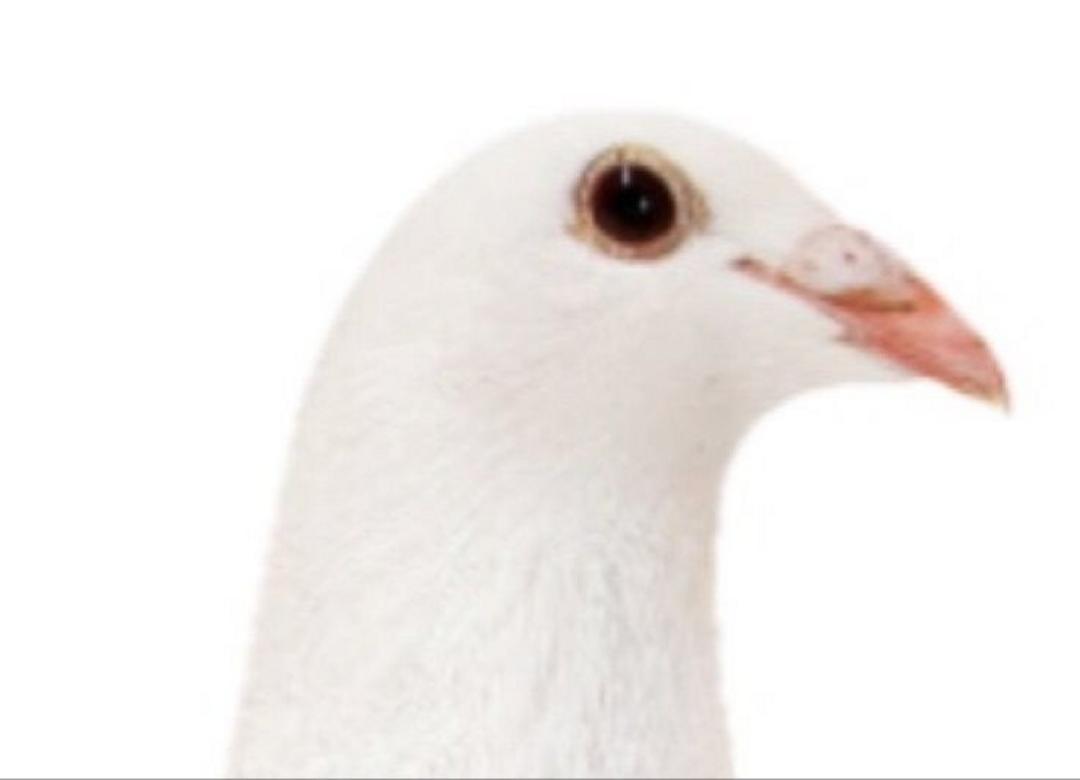 WhitePigeonSales.Com - White Racing Homing Pigeons - Young